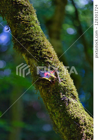 Fresh green Hizume Falls Fresh green Hizume Falls 128301724