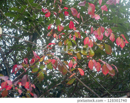 紅葉在綠葉襯托下格外醒目 紅葉在綠葉襯托下格外醒目 128301740