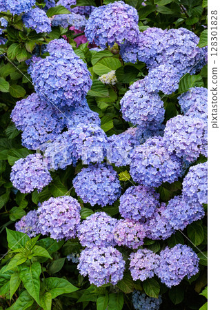 Double-flowered light blue hydrangea flowers blooming in early summer in Shimoda Park Double-flowered light blue hydrangea flowers blooming in early summer in Shimoda Park 128301828