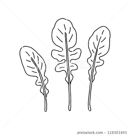 芝麻菜線描 芝麻菜線描 128301843