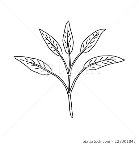 聖人線描 128301845