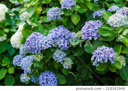 Beautiful Hydrangea macrophylla flowers blooming in early summer in Shimoda Park Beautiful Hydrangea macrophylla flowers blooming in early summer in Shimoda Park 128301948