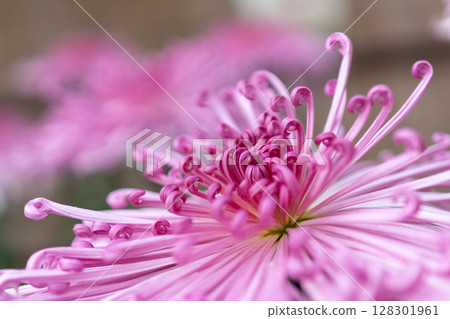 粉紅色菊花特寫 128301961