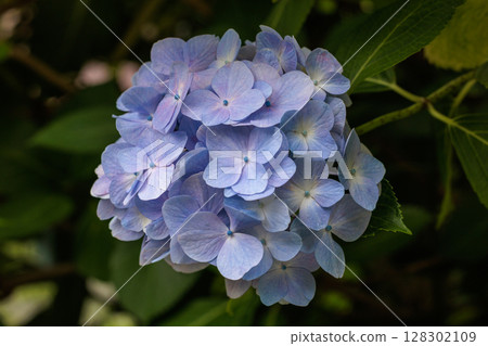 Light blue hydrangea flowers blooming in early summer at Shimoda Park Light blue hydrangea flowers blooming in early summer at Shimoda Park 128302109