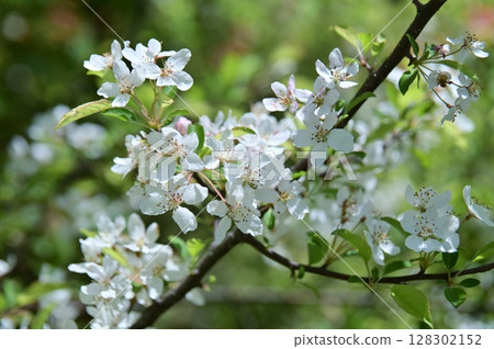 祖米的白花 128302152