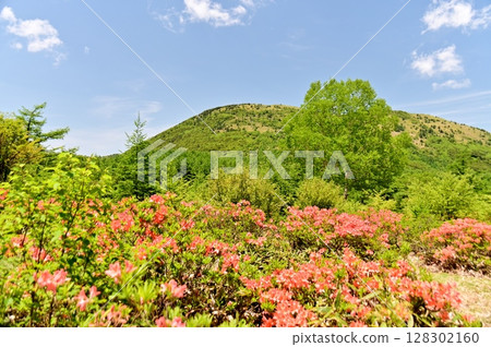 Yunomaru Plateau with Renge Azalea flowers in bloom and Mount Yunomaru in the background 128302160