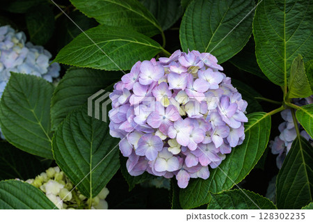 Close-up of pale purple hydrangea flowers blooming in early summer at Shimoda Park Close-up of pale purple hydrangea flowers blooming in early summer at Shimoda Park 128302235