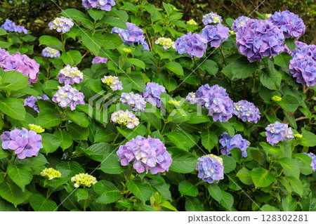 Pale purple hydrangea flowers blooming in early summer at Shimoda Park Pale purple hydrangea flowers blooming in early summer at Shimoda Park 128302281