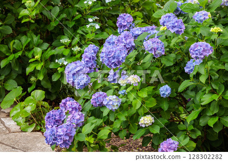 Pale purple hydrangea flowers blooming in early summer at Shimoda Park Pale purple hydrangea flowers blooming in early summer at Shimoda Park 128302282