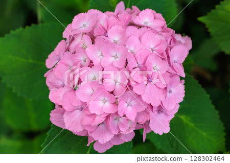 Close-up of pink hydrangea flowers blooming in early summer at Shimoda Park 128302464
