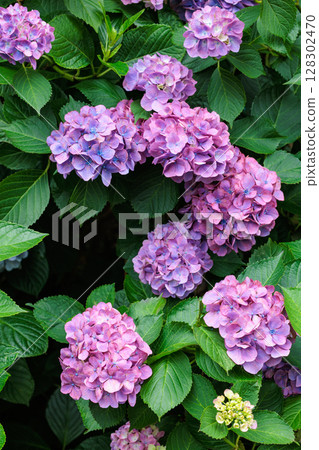 Close-up of pink hydrangea flowers blooming in early summer at Shimoda Park 128302470