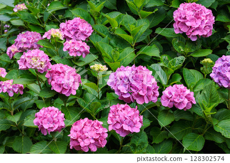 Pink hydrangea flowers blooming in early summer at Shimoda Park Pink hydrangea flowers blooming in early summer at Shimoda Park 128302574