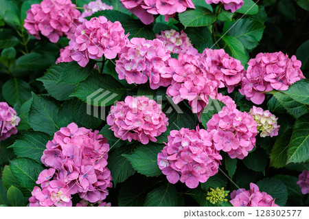 Pink hydrangea flowers blooming in early summer at Shimoda Park Pink hydrangea flowers blooming in early summer at Shimoda Park 128302577