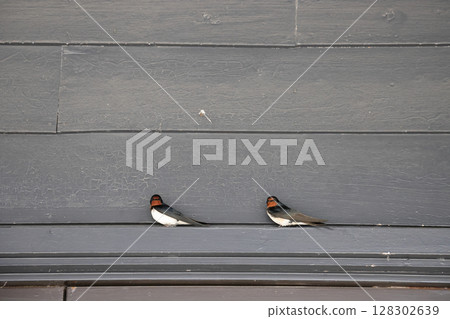 March 25 2025 Bird Resting on a Metal Beam in an Industrial Setting, Japan March 25 2025 Bird Resting on a Metal Beam in an Industrial Setting, Japan 128302639
