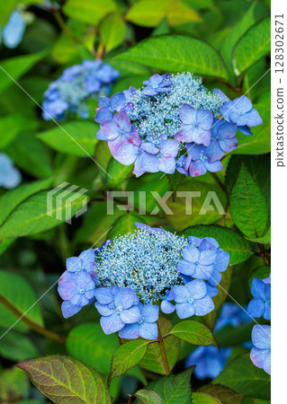 初夏在下田公園盛開的美麗藍色繡球花 128302671
