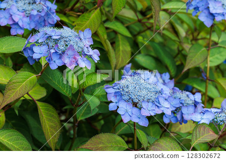初夏在下田公園盛開的美麗藍色繡球花 128302672