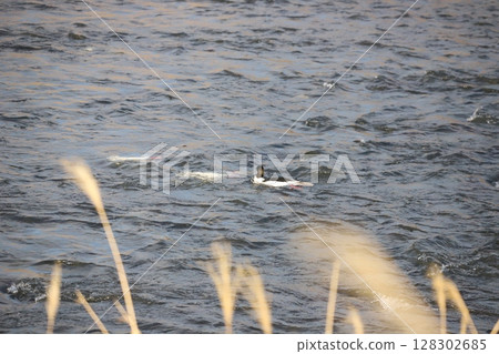 A common merganser searching for food in the river A common merganser searching for food in the river 128302685