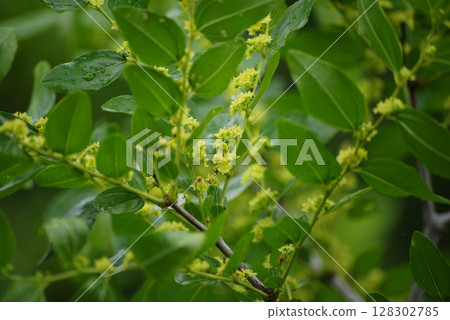 Jujube flowers Jujube flowers 128302785