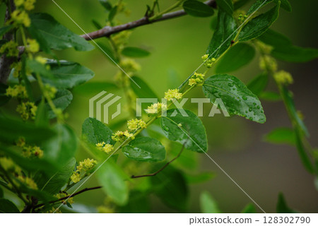 Jujube flowers Jujube flowers 128302790