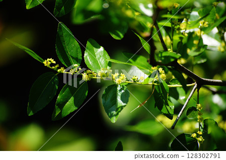 棗花 棗花 128302791