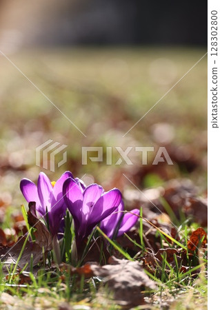 A purple flower is in the grass A purple flower is in the grass 128302800