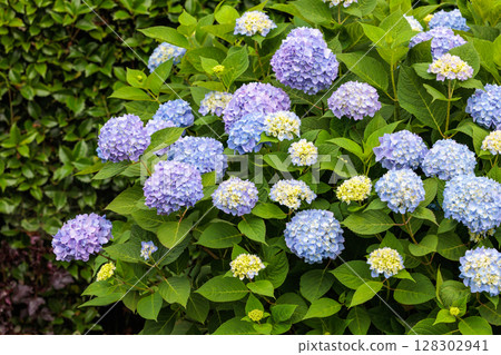 初夏森林公園盛開的淡藍色繡球花 初夏森林公園盛開的淡藍色繡球花 128302941