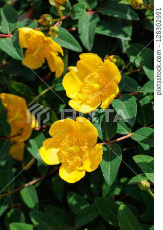 Beautiful yellow sedge flowers in a garden in early summer 128302991