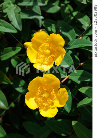 初夏花園裡美麗的黃色莎草花 初夏花園裡美麗的黃色莎草花 128302999