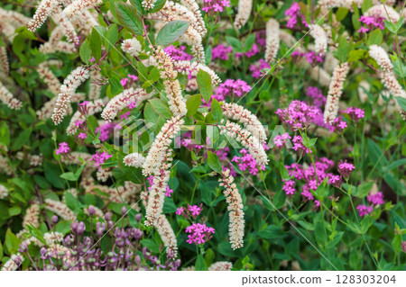 The neatly blooming flowers of Meadowsweet in the early summer garden The neatly blooming flowers of Meadowsweet in the early summer garden 128303204