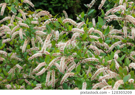 The neatly blooming flowers of Meadowsweet in the early summer garden The neatly blooming flowers of Meadowsweet in the early summer garden 128303209