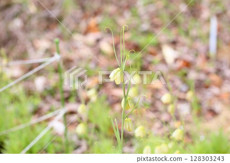 Flower of Amigasa lily Flower of Amigasa lily 128303243