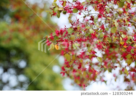 紅花Tokiwamansaku花 128303244