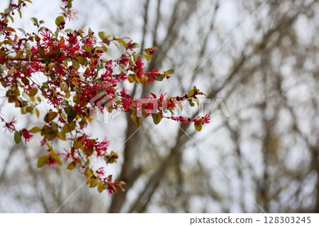 Safflower Tokiwamansaku flowers Safflower Tokiwamansaku flowers 128303245