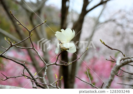 玉蘭玉蘭花 128303246