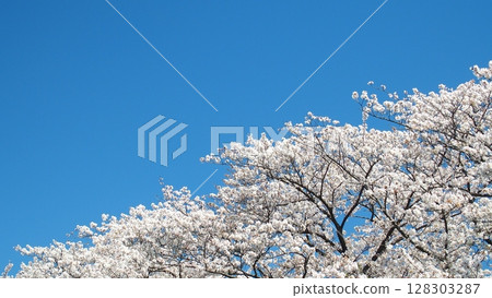 在盛開和藍天的櫻花在春天 128303287