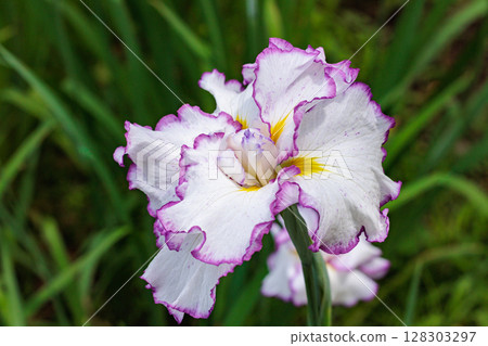 Close-up of beautiful iris flowers blooming in early summer Close-up of beautiful iris flowers blooming in early summer 128303297