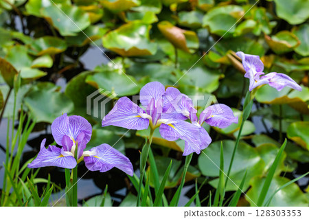 Beautiful iris flowers blooming in early summer 128303353