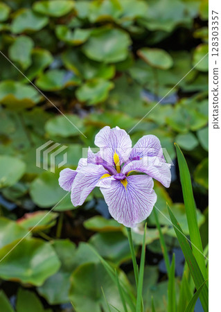 Beautiful iris flowers blooming in early summer Beautiful iris flowers blooming in early summer 128303357