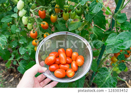 Cherry Tomato Harvest Cherry Tomatoes in a Basket Aiko 128303452