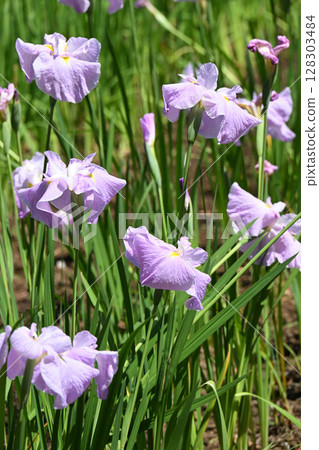 First Mirror and Iris First Mirror and Iris 128303484