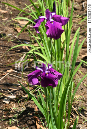 燕尾蝶和鳶尾 燕尾蝶和鳶尾 128303496