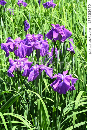 Asahimaru - Iris 128303670