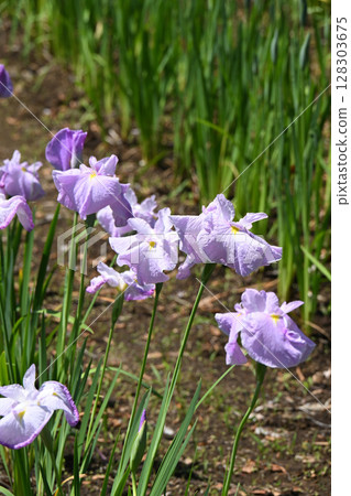 First Mirror and Iris First Mirror and Iris 128303675