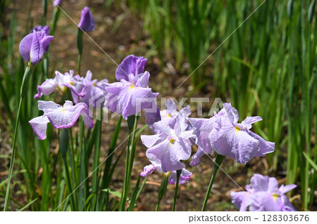 First Mirror and Iris First Mirror and Iris 128303676