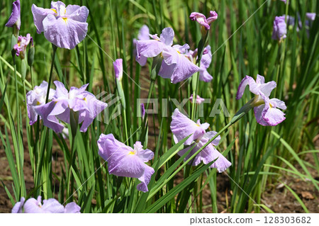 First Mirror and Iris First Mirror and Iris 128303682
