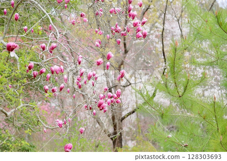 Magnolia japonica flower 128303693