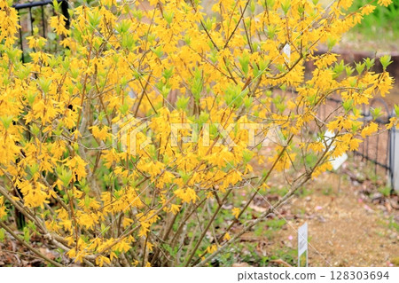 在盛開的連翹屬植物花 128303694