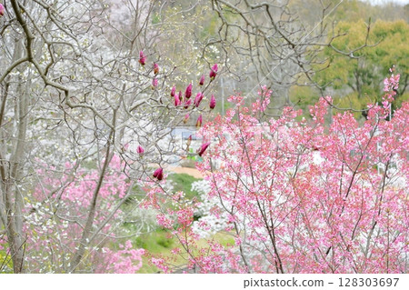 日本玉蘭花 日本玉蘭花 128303697