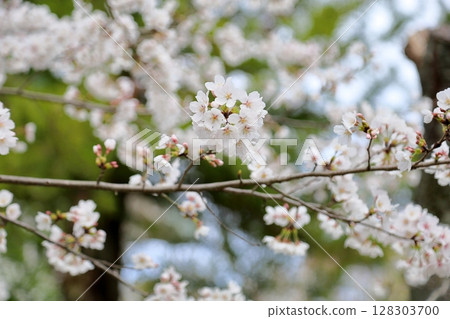 盛開的吉野櫻花 盛開的吉野櫻花 128303700