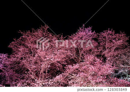 A spring night view where cherry blossoms in full bloom stand out in a fantastical light A spring night view where cherry blossoms in full bloom stand out in a fantastical light 128303849